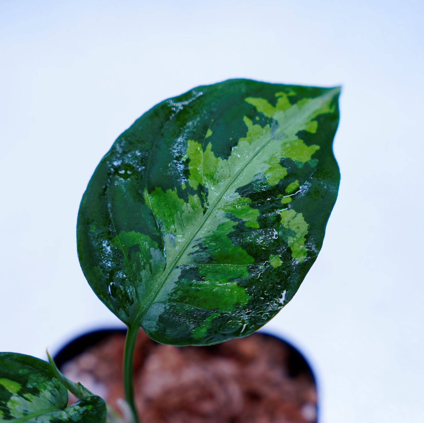<AZ便>Aglaonema Pictum Multicolor【AZ0912-3】