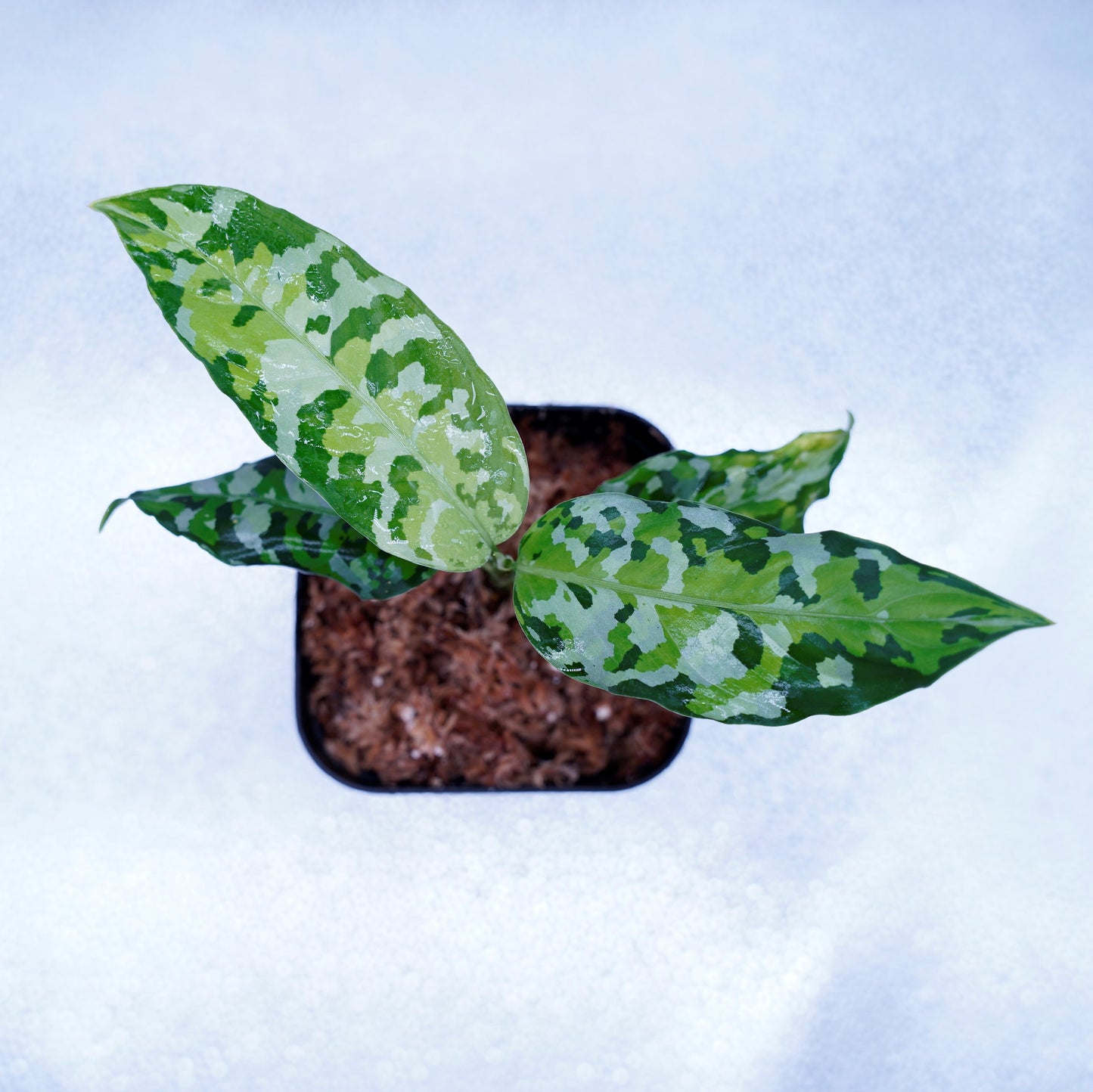 <出射便>Aglaonema Pictum Tricolor “Andaman” Port Blair