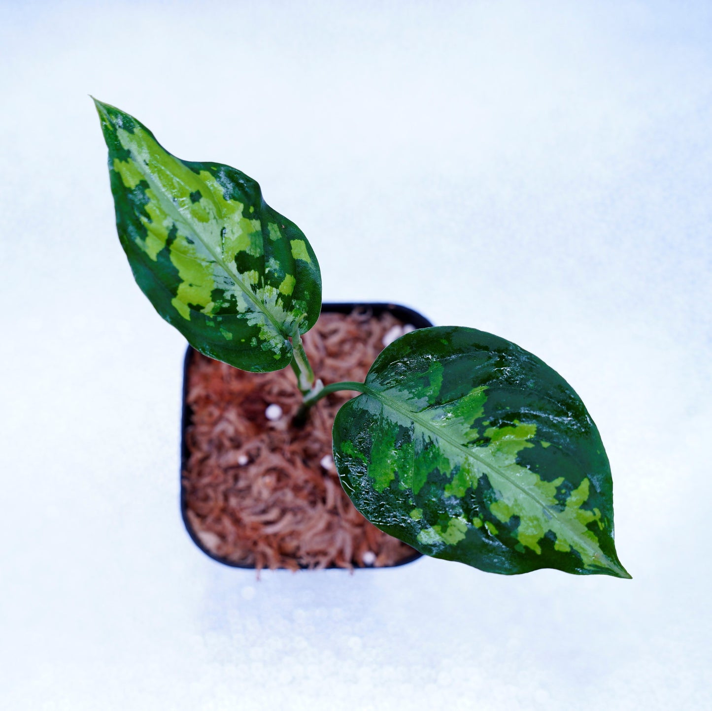<AZ便>Aglaonema Pictum Multicolor【AZ0912-3】