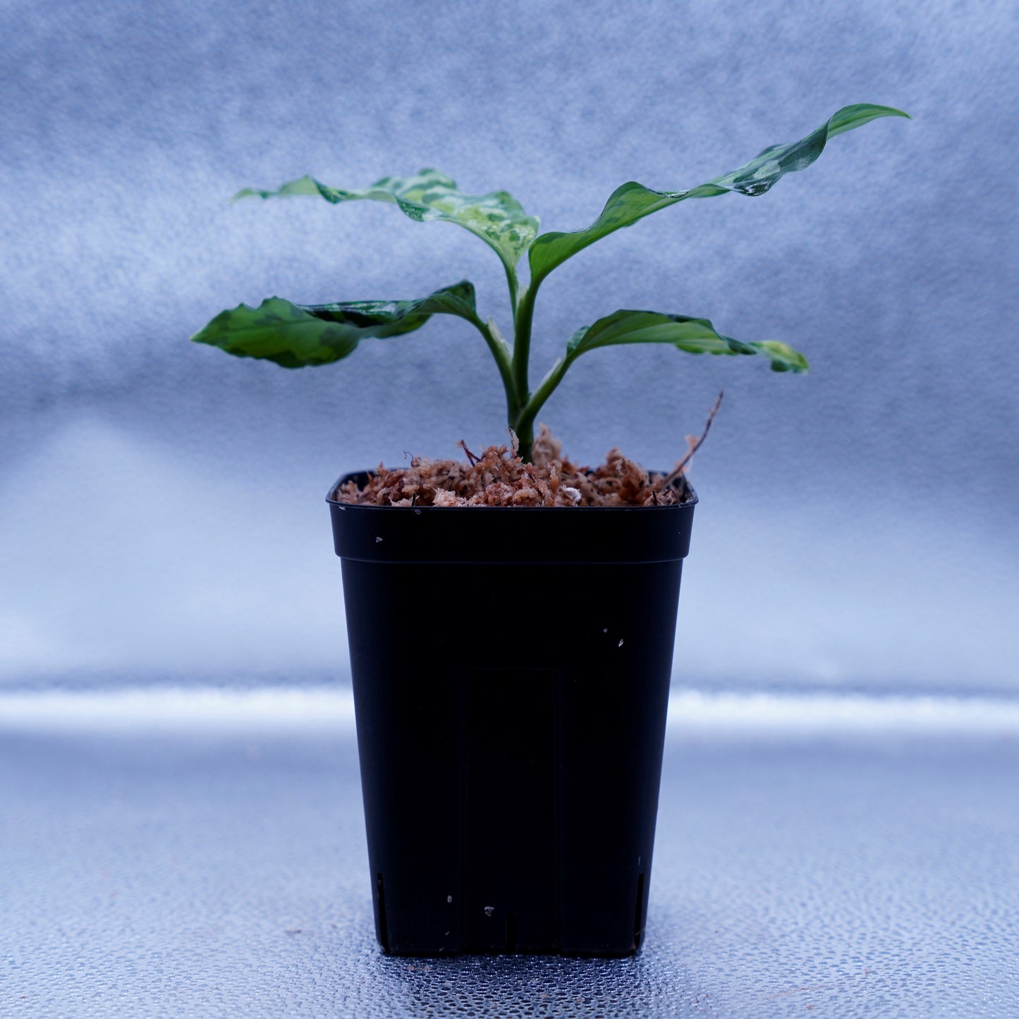 <出射便>Aglaonema Pictum Tricolor “Andaman” Port Blair