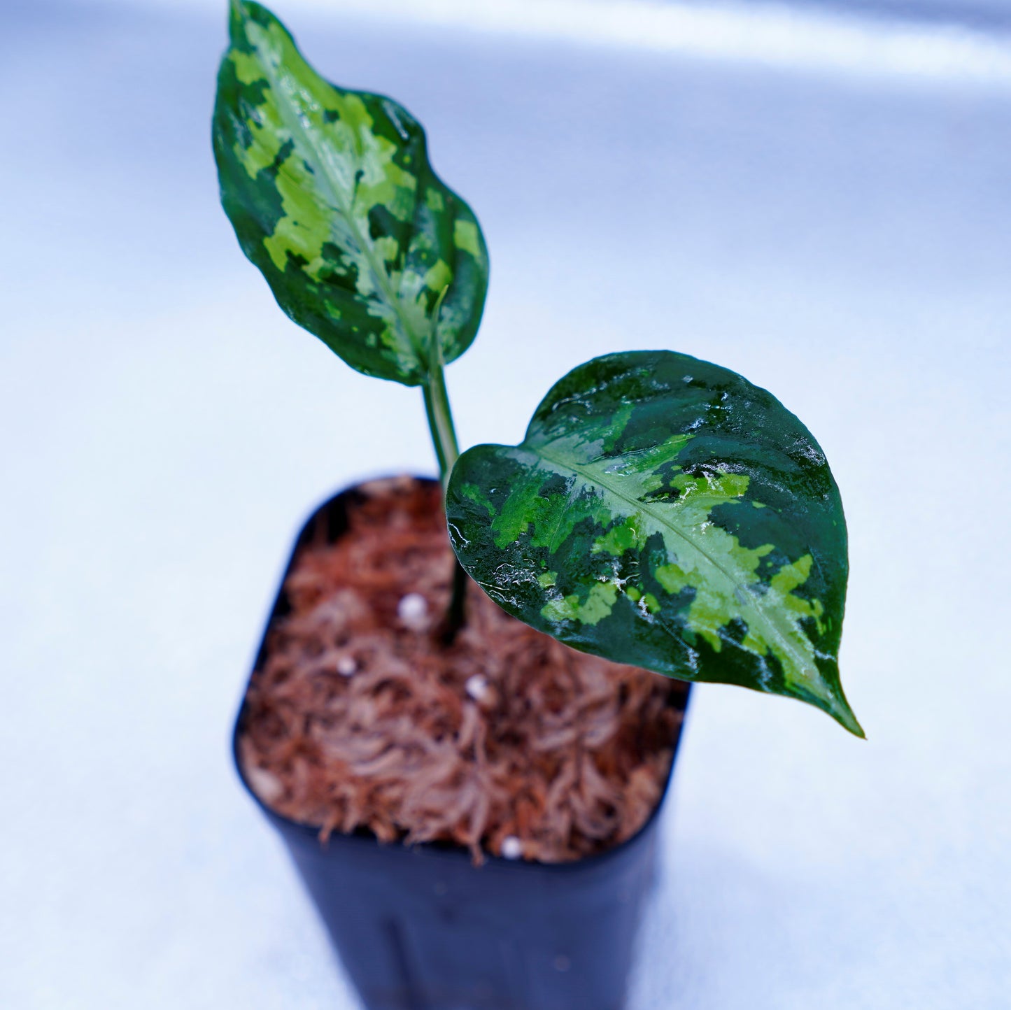 <AZ便>Aglaonema Pictum Multicolor【AZ0912-3】