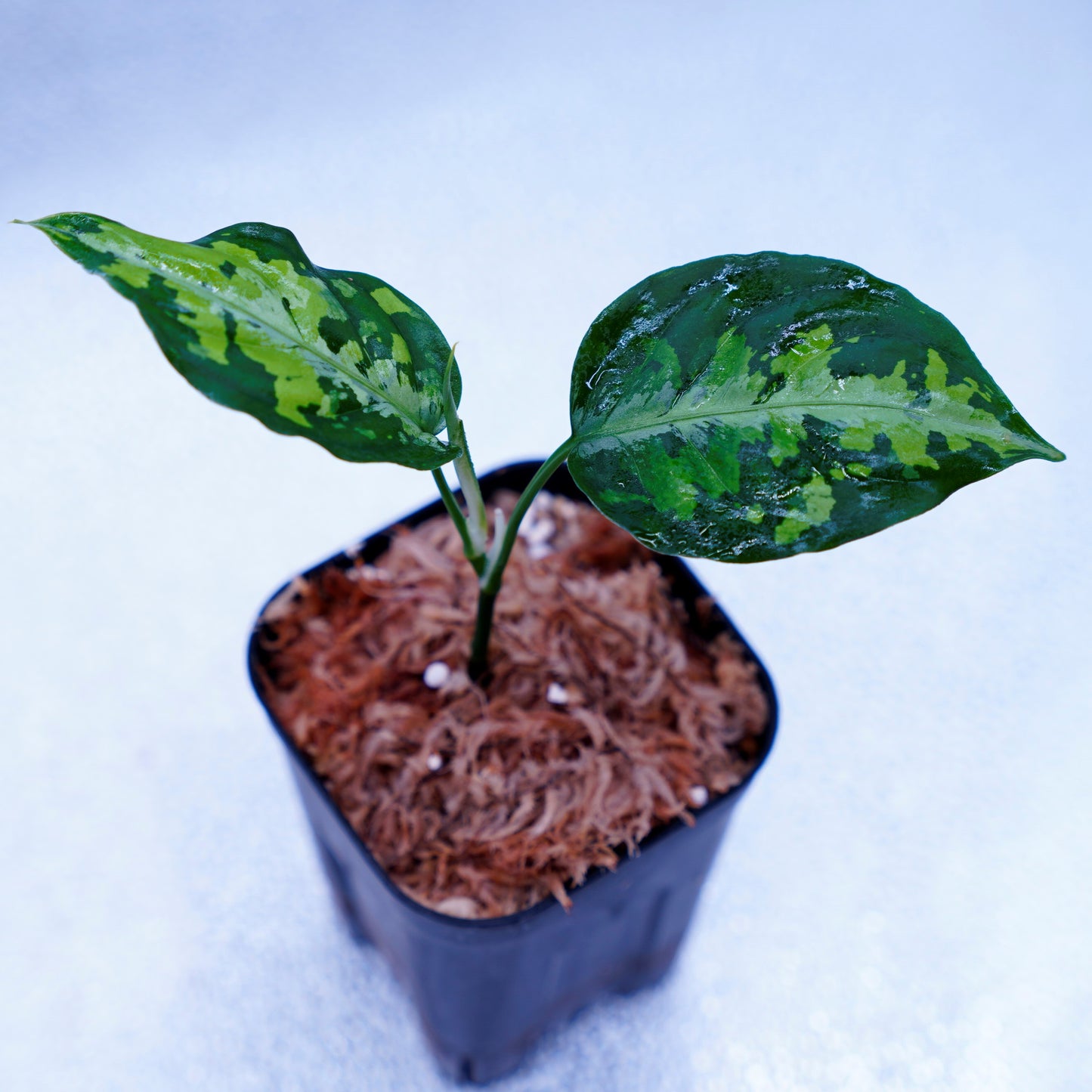 <AZ便>Aglaonema Pictum Multicolor【AZ0912-3】
