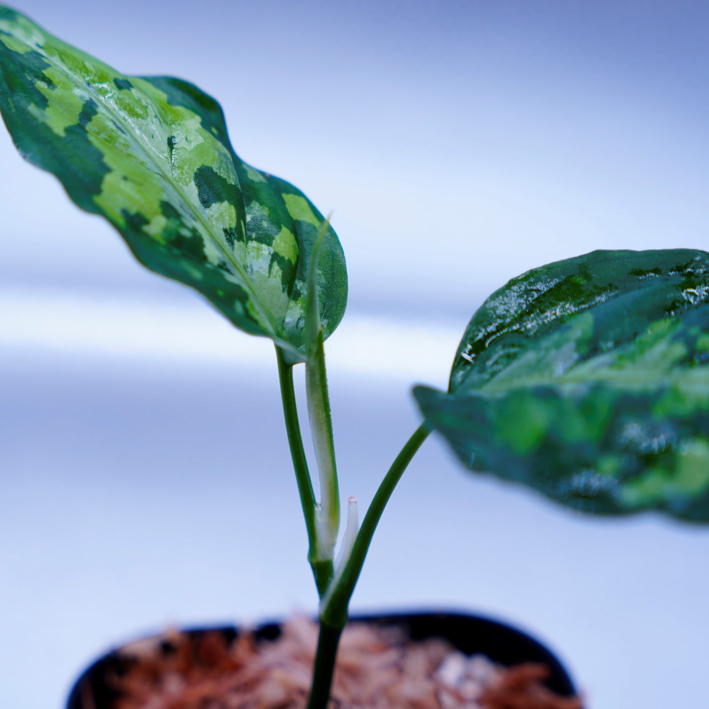 <AZ便>Aglaonema Pictum Multicolor【AZ0912-3】