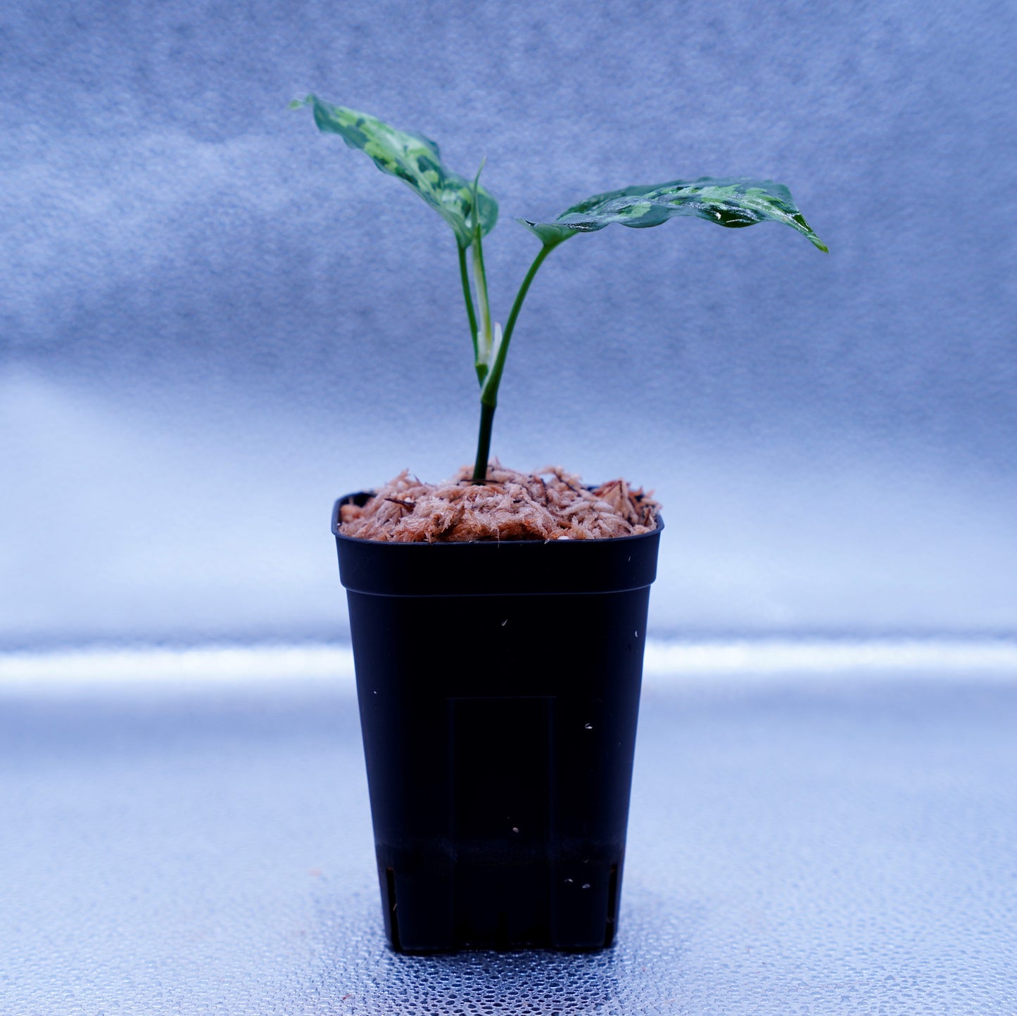 <AZ便>Aglaonema Pictum Multicolor【AZ0912-3】