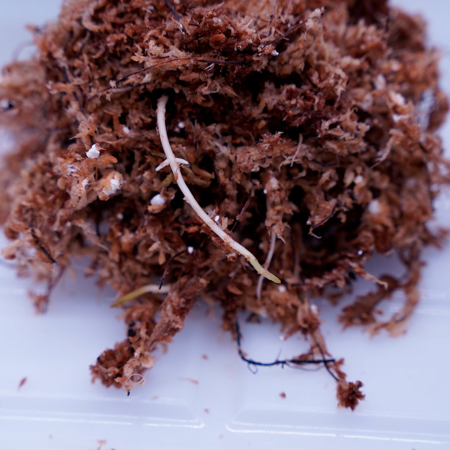 <オリジナル>Aglaonema Pictum Tricolor UND 【CLANE】ver. Splash