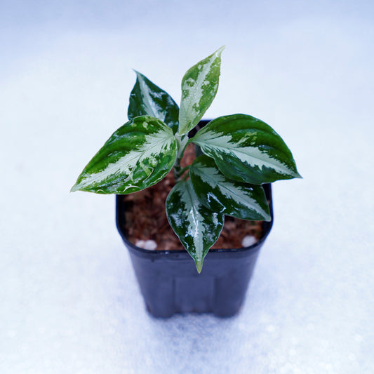 <AZ便>Aglaonema Pictum 【Kshatriya】UC from sibolga timur “AZ0313-1f”