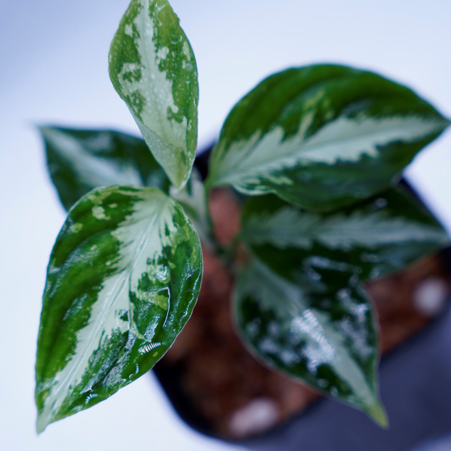 <AZ便>Aglaonema Pictum 【Kshatriya】UC from sibolga timur “AZ0313-1f”