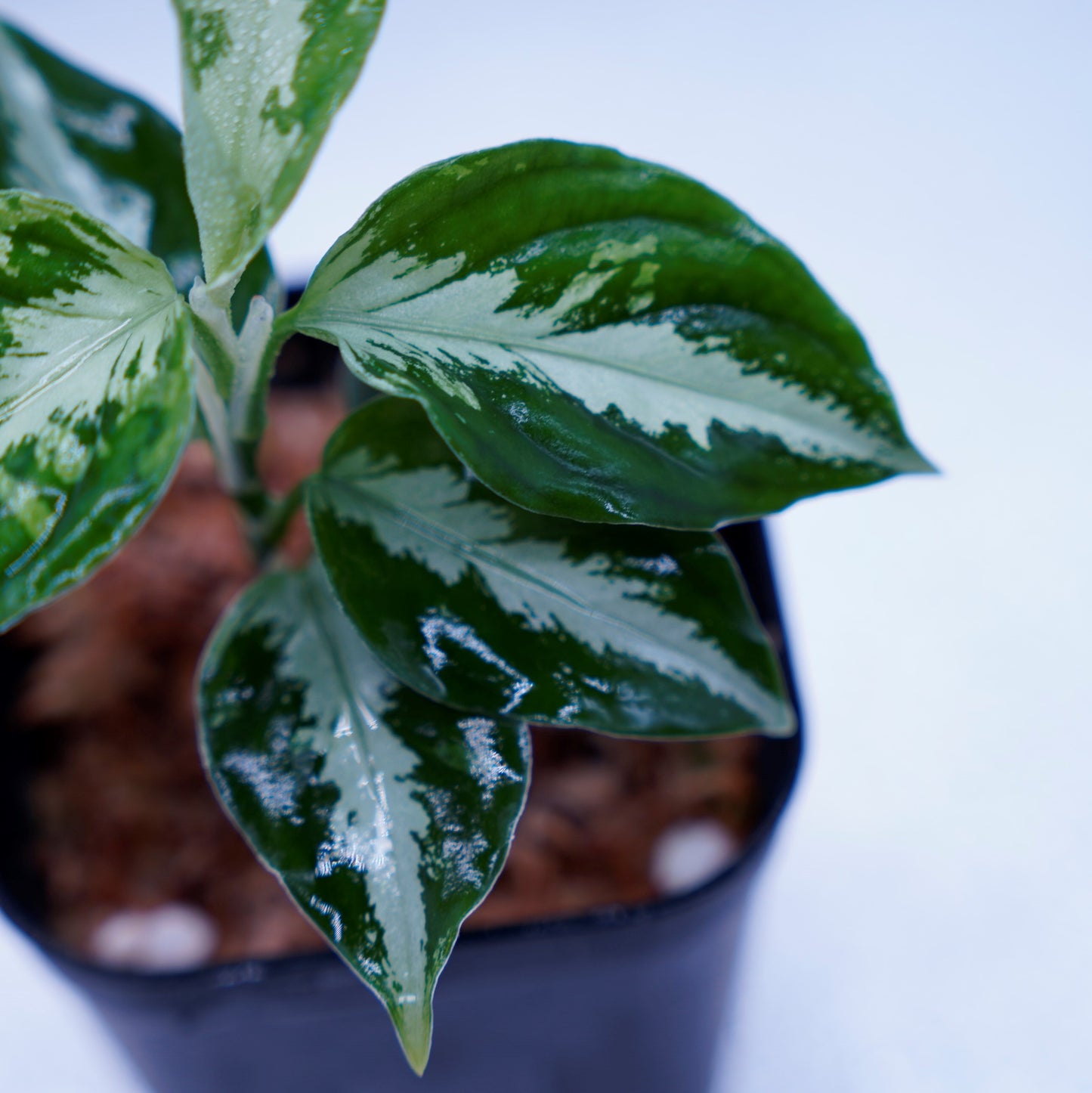 <AZ便>Aglaonema Pictum 【Kshatriya】UC from sibolga timur “AZ0313-1f”
