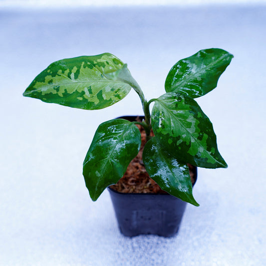<TZ便>Aglaonema Pictum Tricolor【T-031019-b-x】