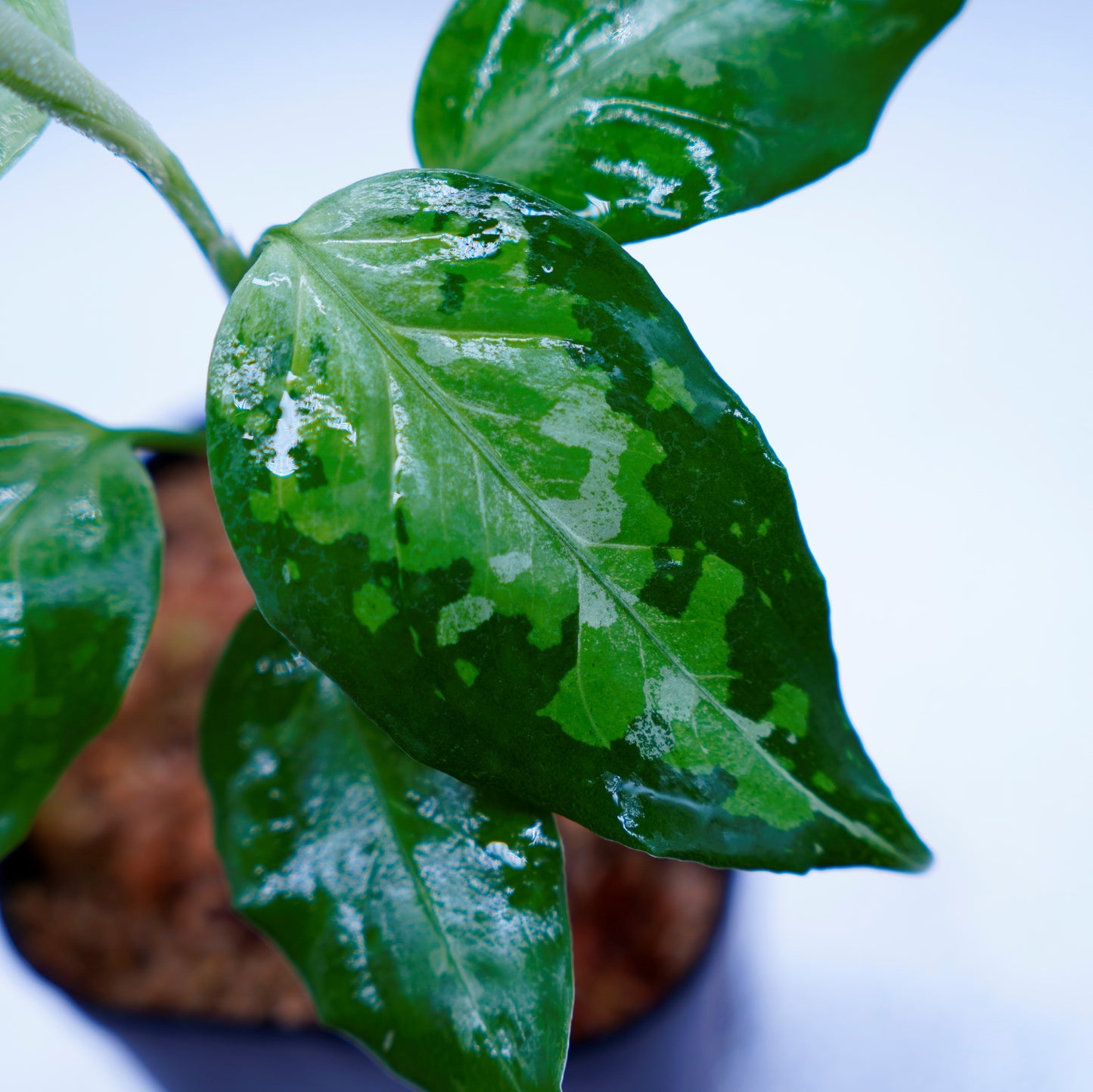 <TZ便>Aglaonema Pictum Tricolor【T-031019-b-x】