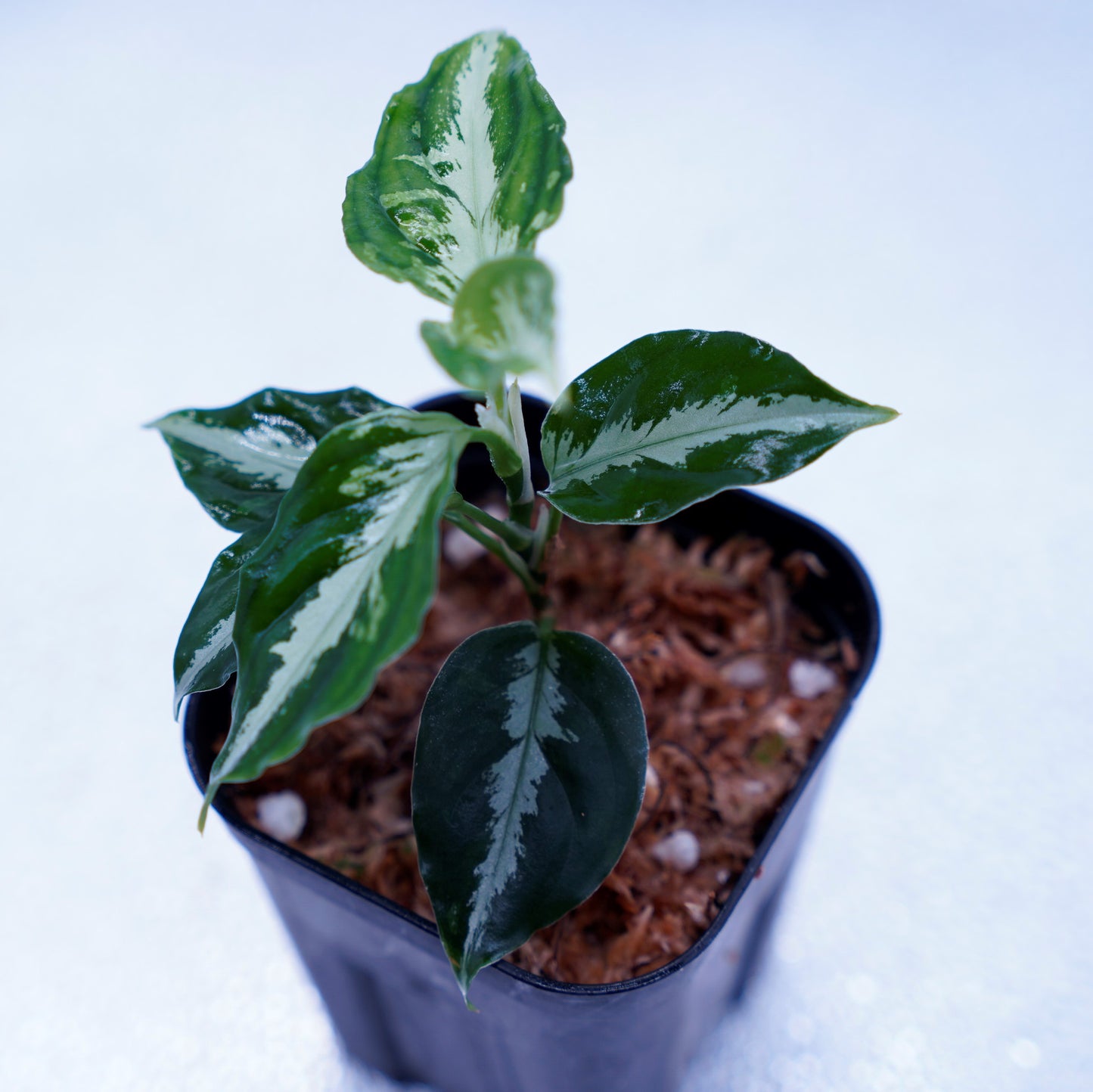 <AZ便>Aglaonema Pictum 【Kshatriya】UC from sibolga timur “AZ0313-1f”