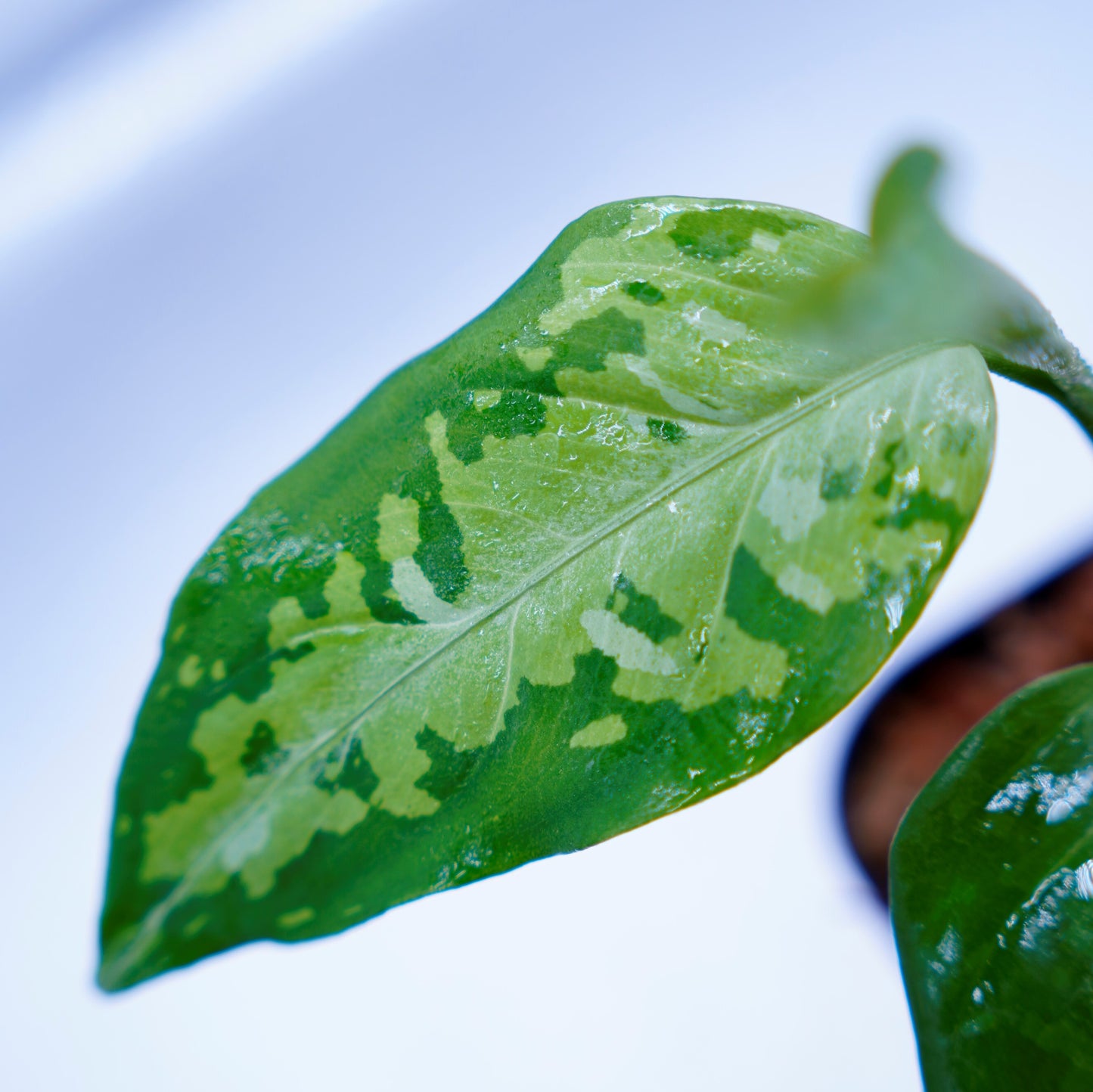 <TZ便>Aglaonema Pictum Tricolor【T-031019-b-x】