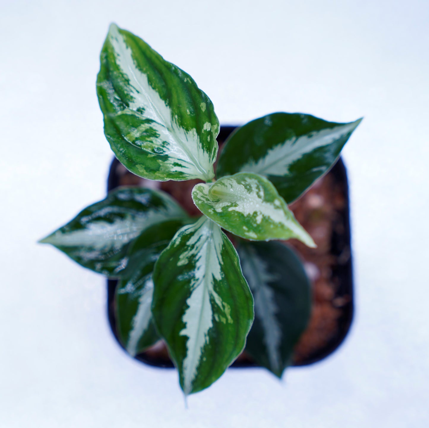<AZ便>Aglaonema Pictum 【Kshatriya】UC from sibolga timur “AZ0313-1f”