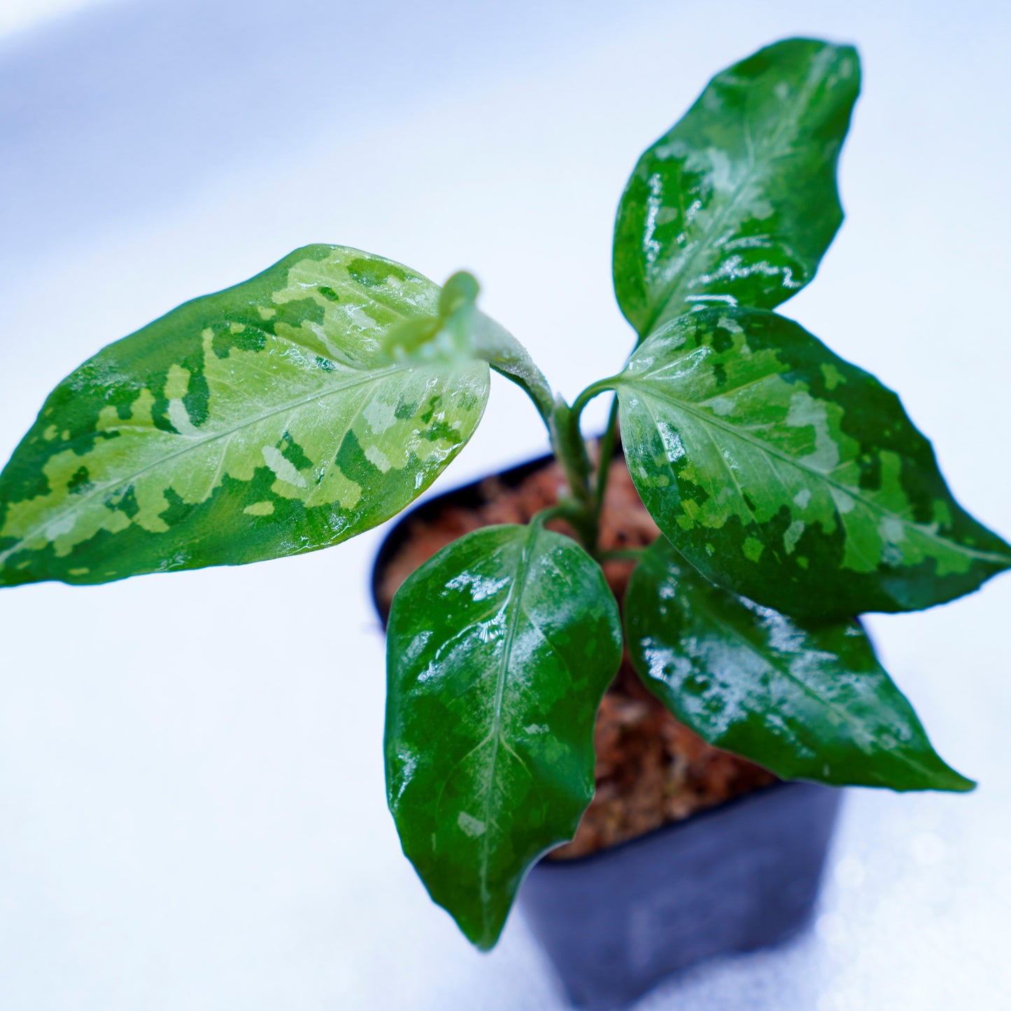 <TZ便>Aglaonema Pictum Tricolor【T-031019-b-x】
