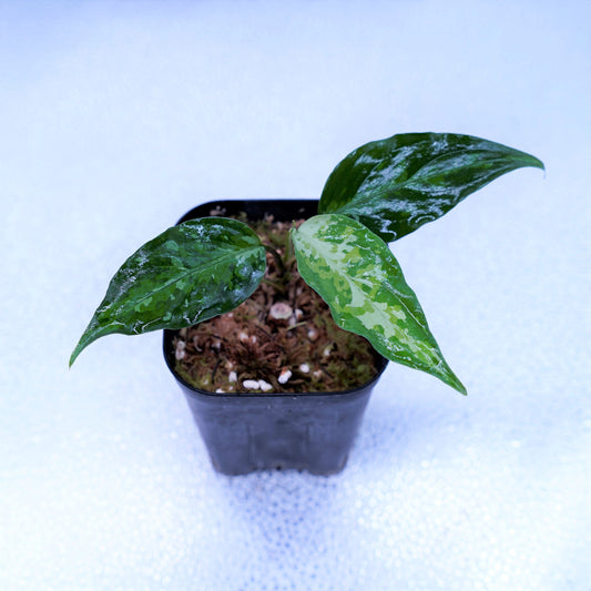 <TZ便>Aglaonema Pictum Tricolor 【T-010519-b-2】