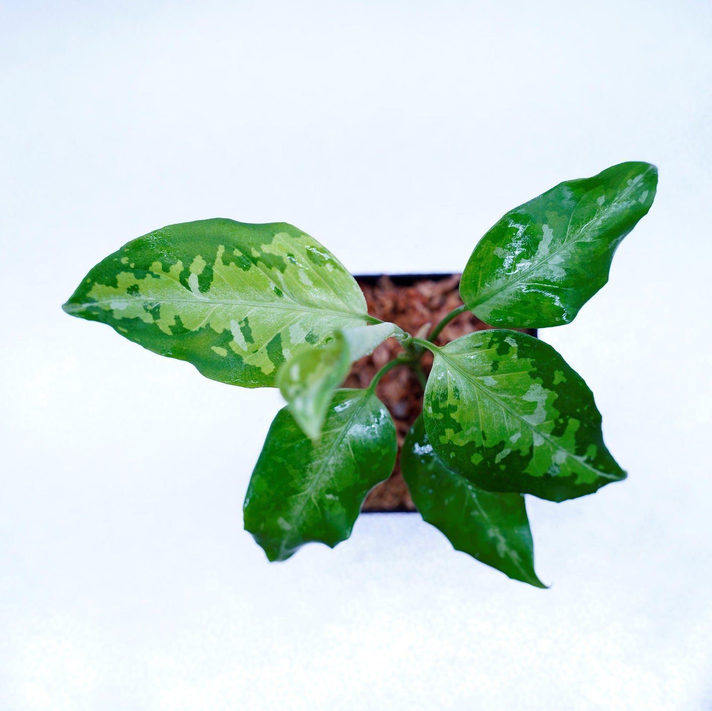 <TZ便>Aglaonema Pictum Tricolor【T-031019-b-x】