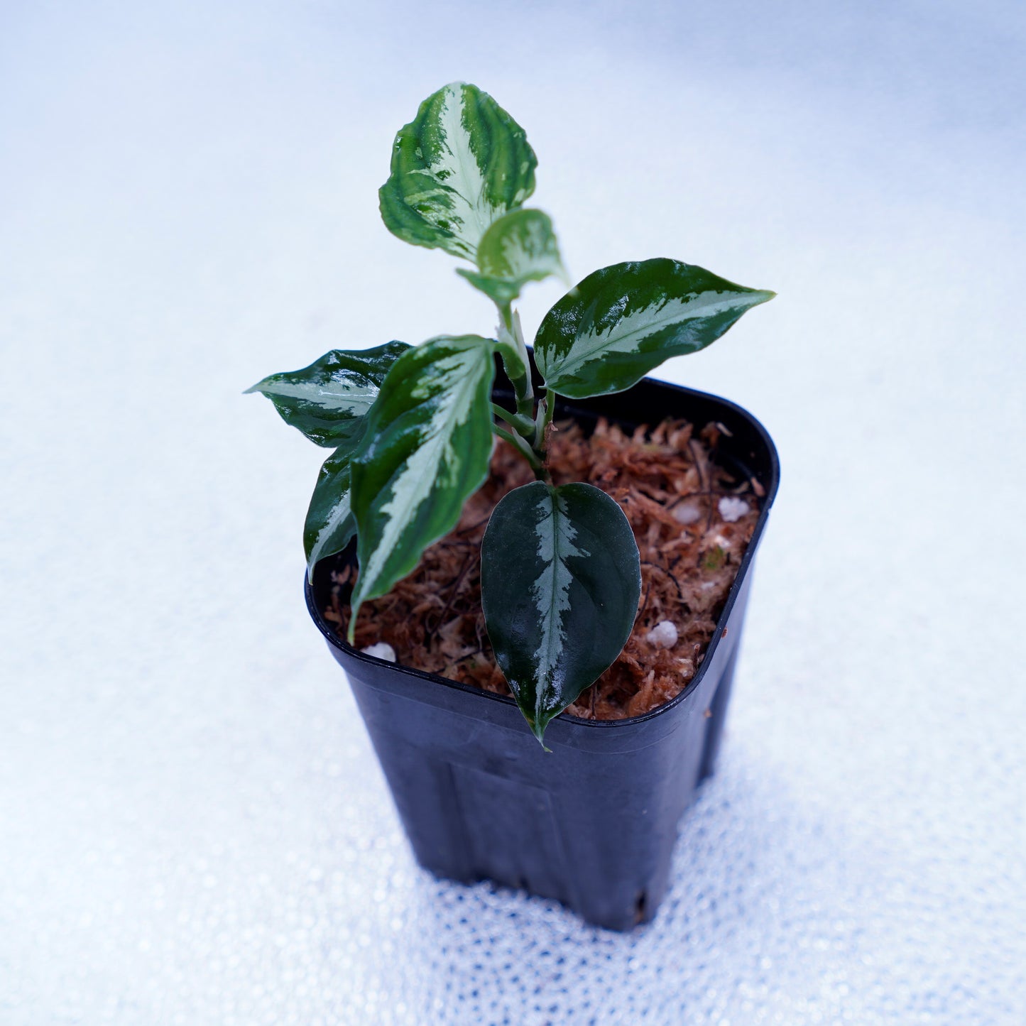 <AZ便>Aglaonema Pictum 【Kshatriya】UC from sibolga timur “AZ0313-1f”