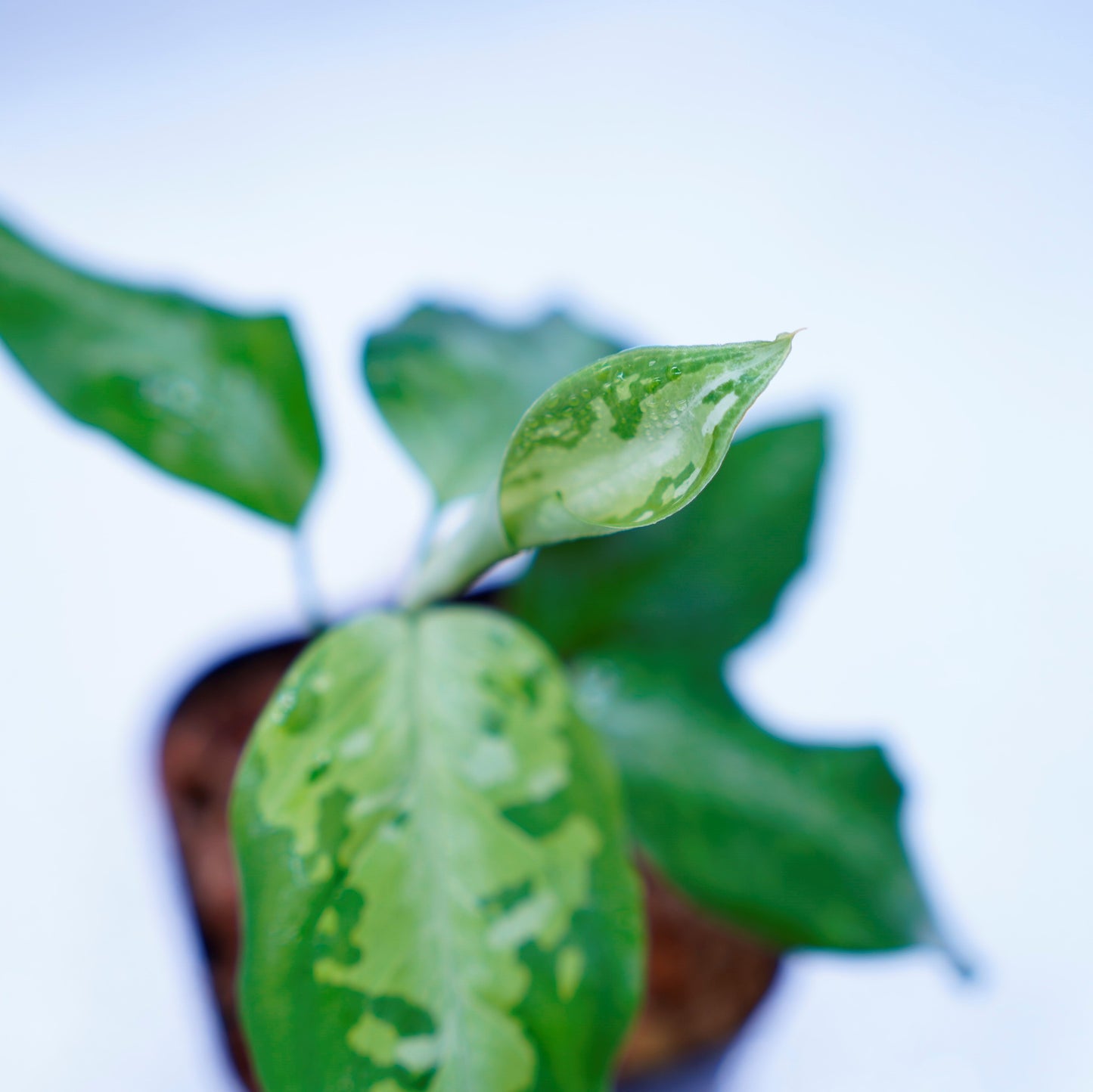 <TZ便>Aglaonema Pictum Tricolor【T-031019-b-x】