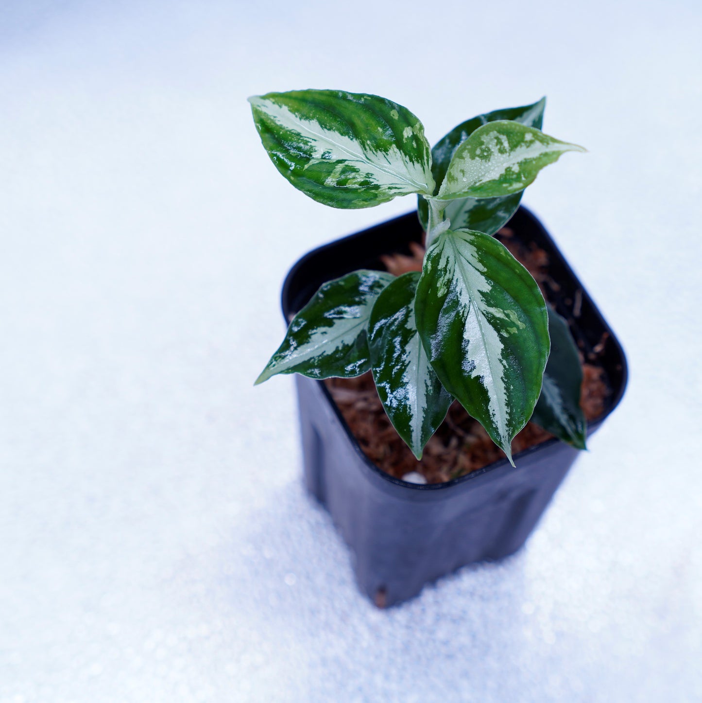 <AZ便>Aglaonema Pictum 【Kshatriya】UC from sibolga timur “AZ0313-1f”