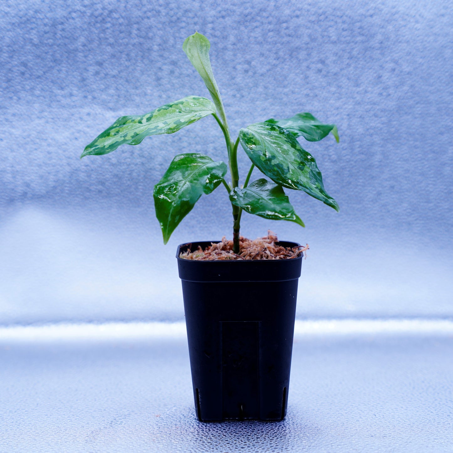 <TZ便>Aglaonema Pictum Tricolor【T-031019-b-x】