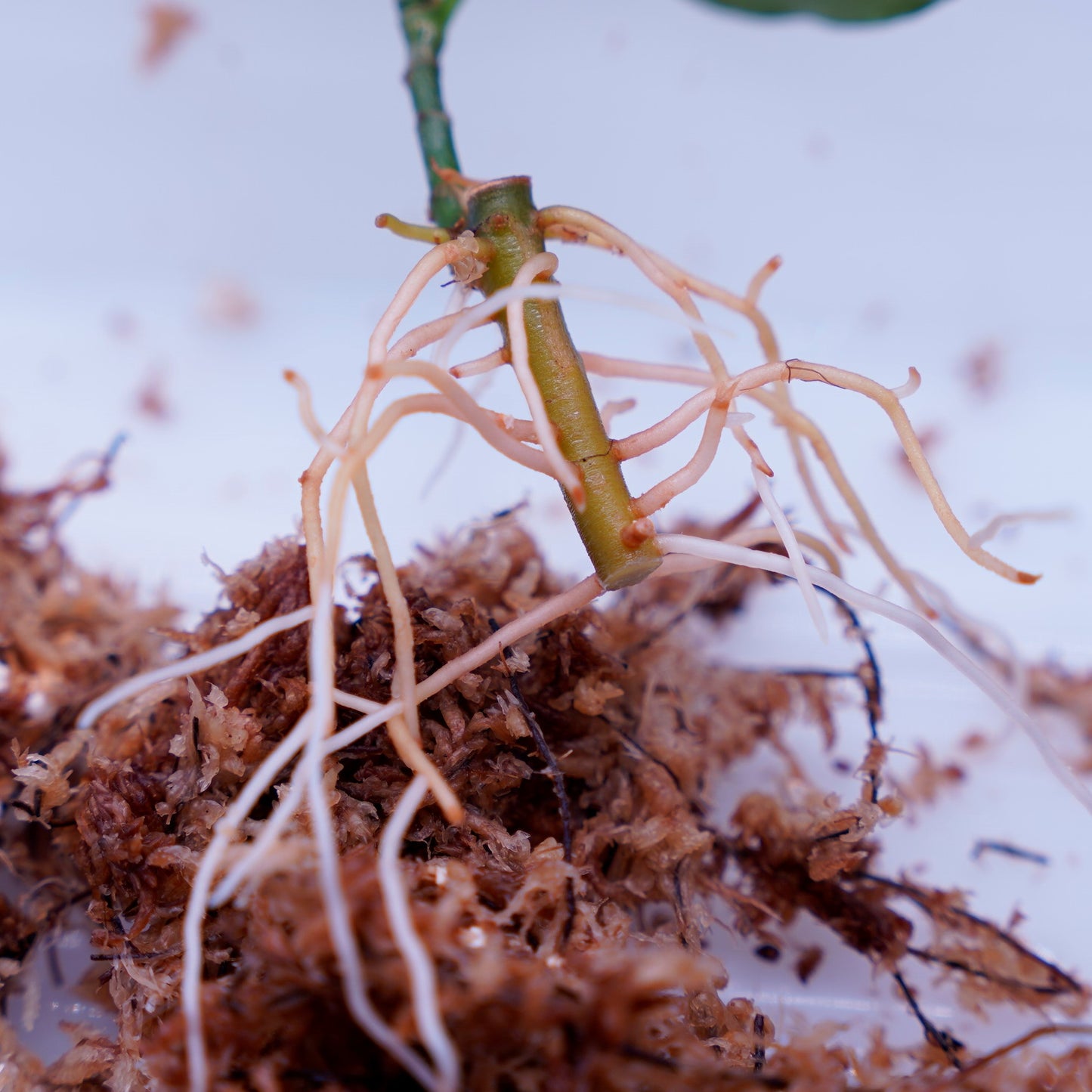 <AZ便>Aglaonema Pictum 【Kshatriya】UC from sibolga timur “AZ0313-1f”