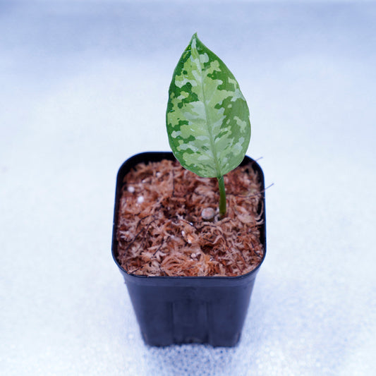 <出射便>Aglaonema Pictum Tricolor “Andaman” Port Blair