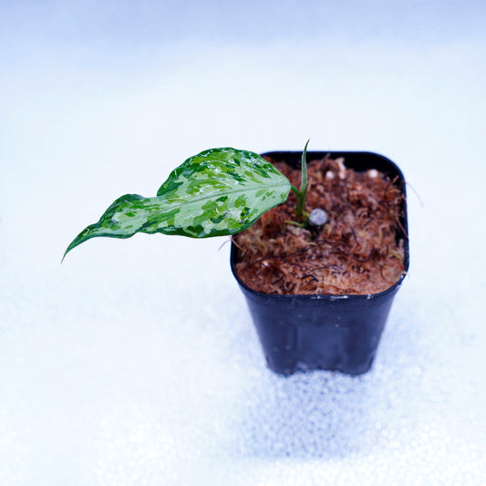 <LA便>Aglaonema Pictum Tricolor 【LA0819-01b】