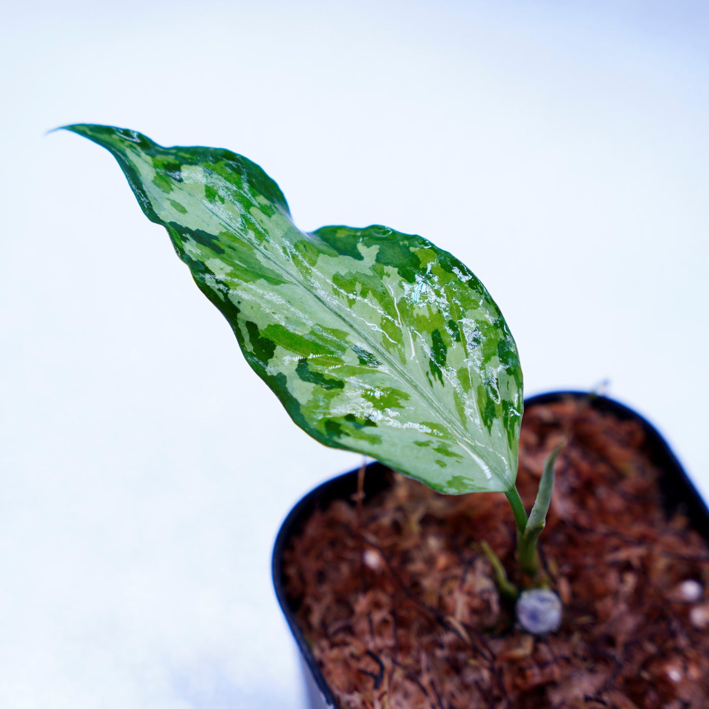 <LA便>Aglaonema Pictum Tricolor 【LA0819-01b】