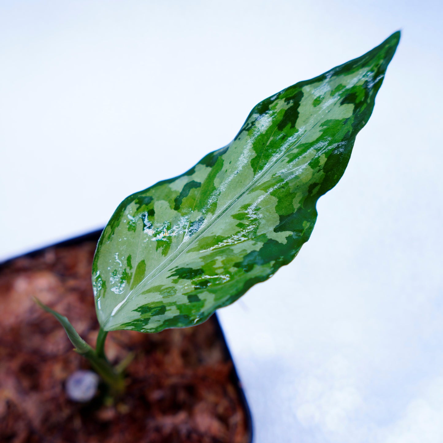 <LA便>Aglaonema Pictum Tricolor 【LA0819-01b】