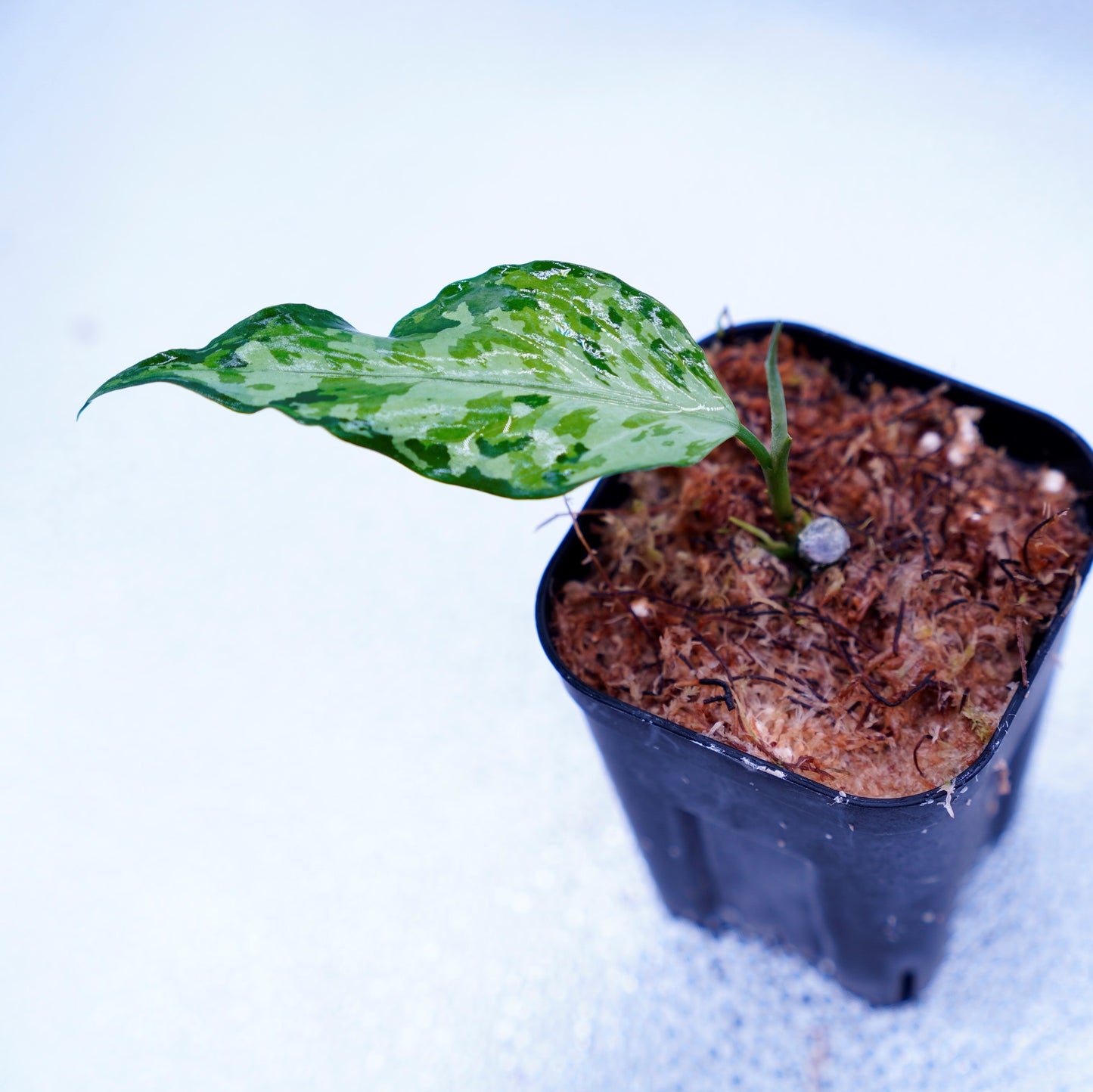 <LA便>Aglaonema Pictum Tricolor 【LA0819-01b】