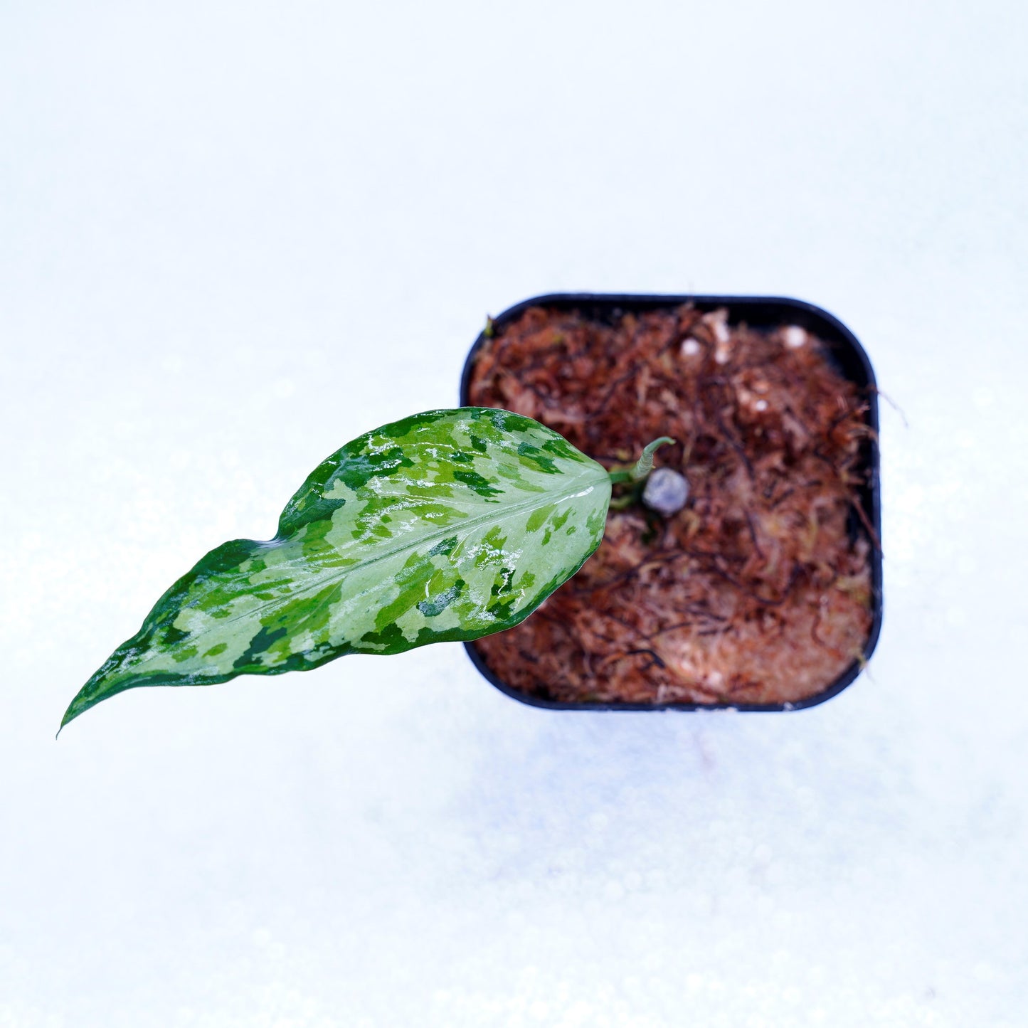 <LA便>Aglaonema Pictum Tricolor 【LA0819-01b】
