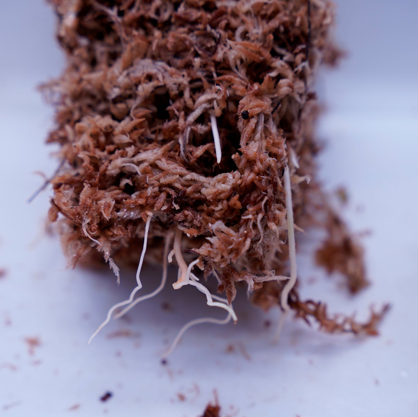 <TZ便>Aglaonema Pictum Tricolor 【T-010519-b-2】