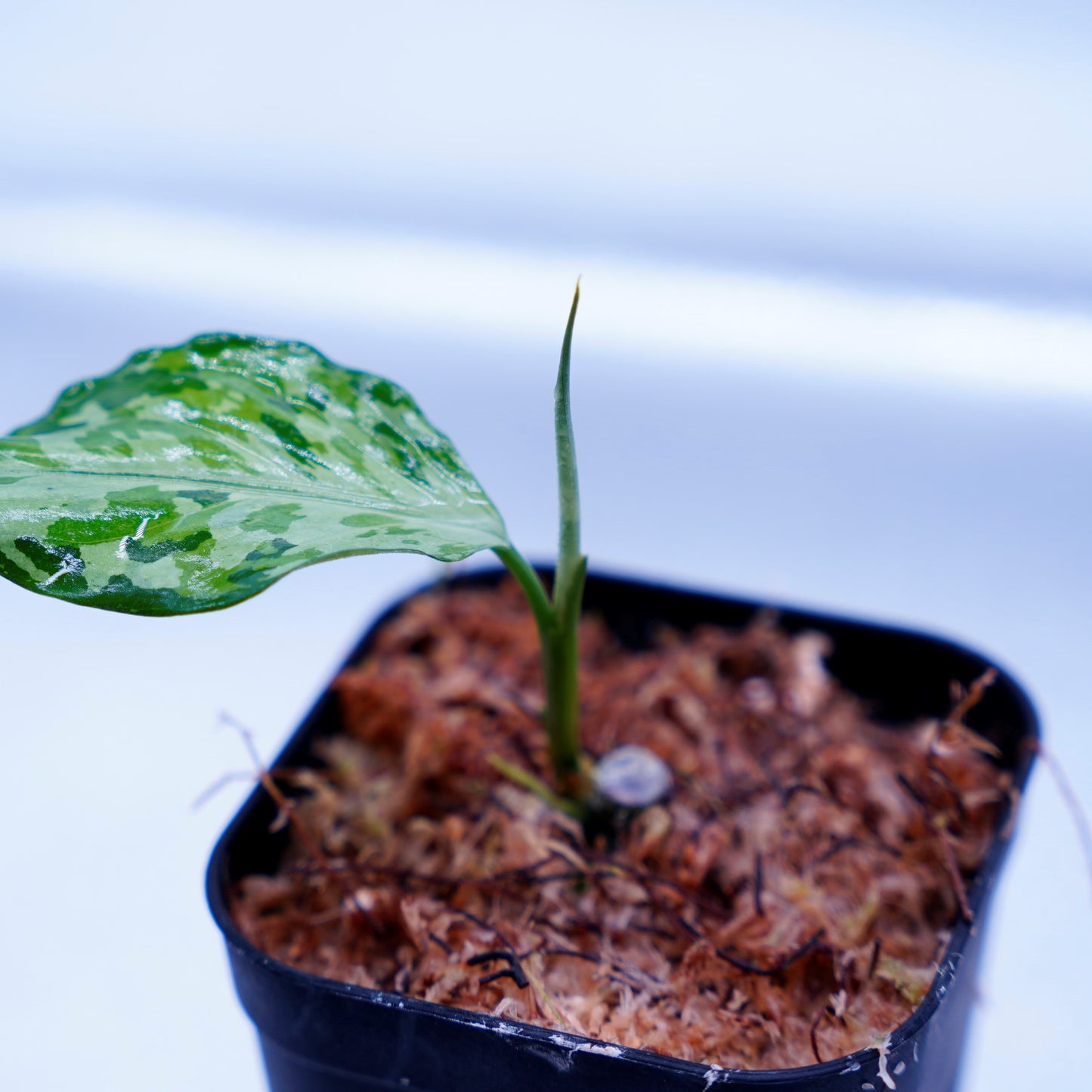 <LA便>Aglaonema Pictum Tricolor 【LA0819-01b】