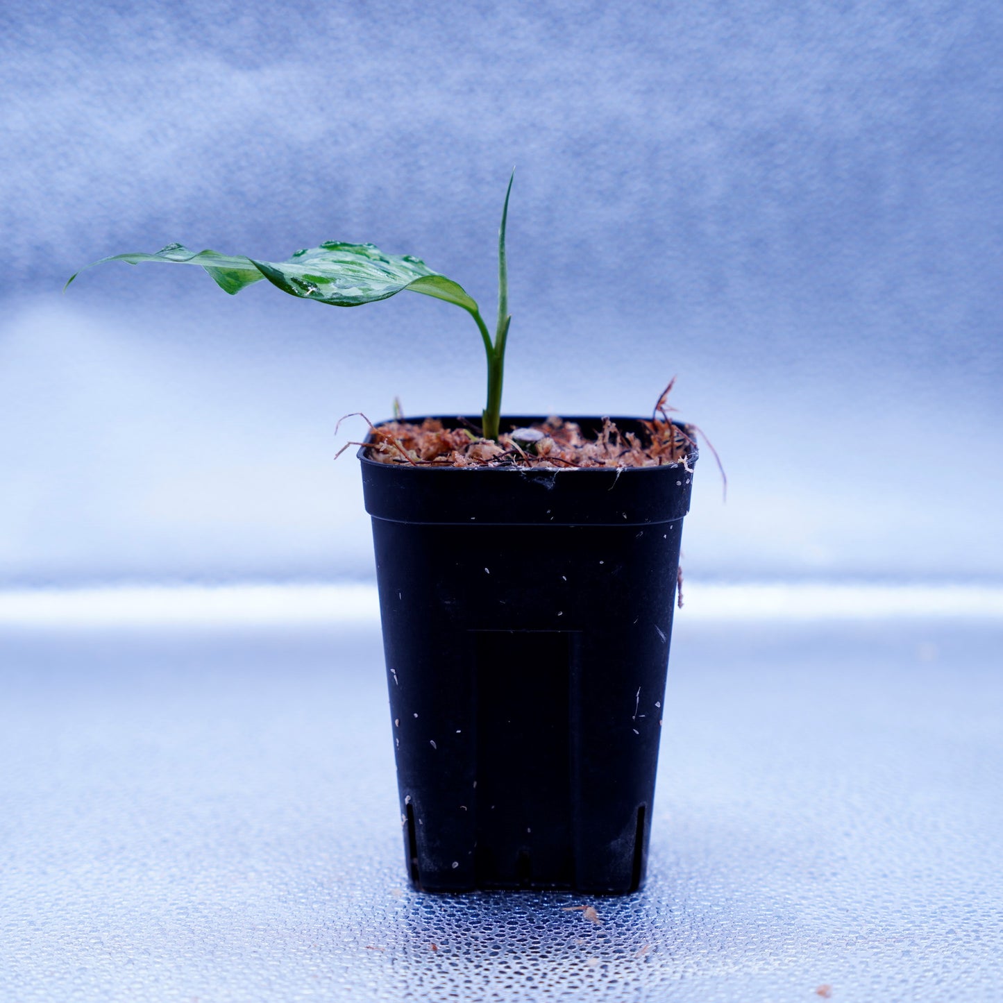 <LA便>Aglaonema Pictum Tricolor 【LA0819-01b】