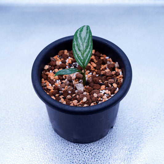 <カーティシー>Aglaonema Nitidum “Curtisii” UND220709A