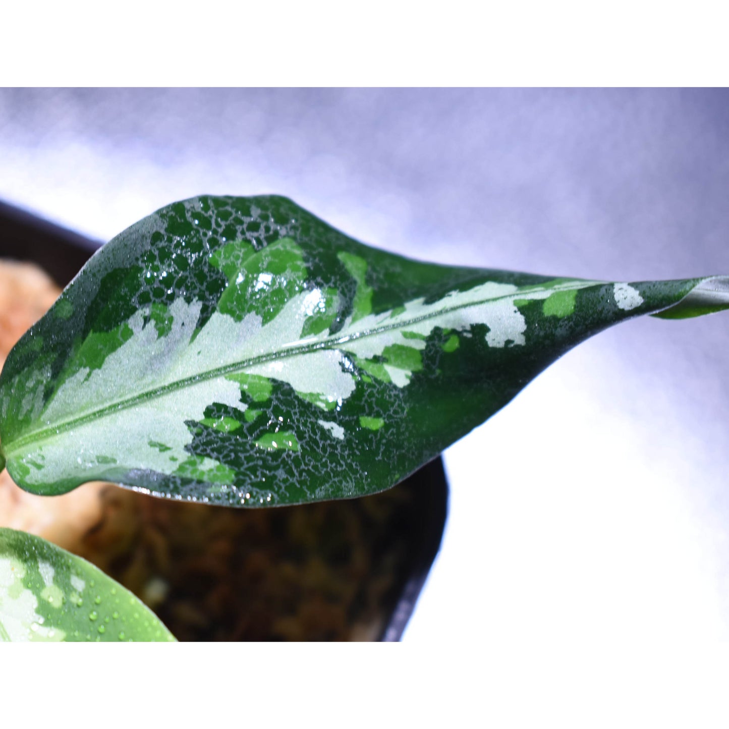 <TZ便>Aglaonema Pictum 【T-120119-X】