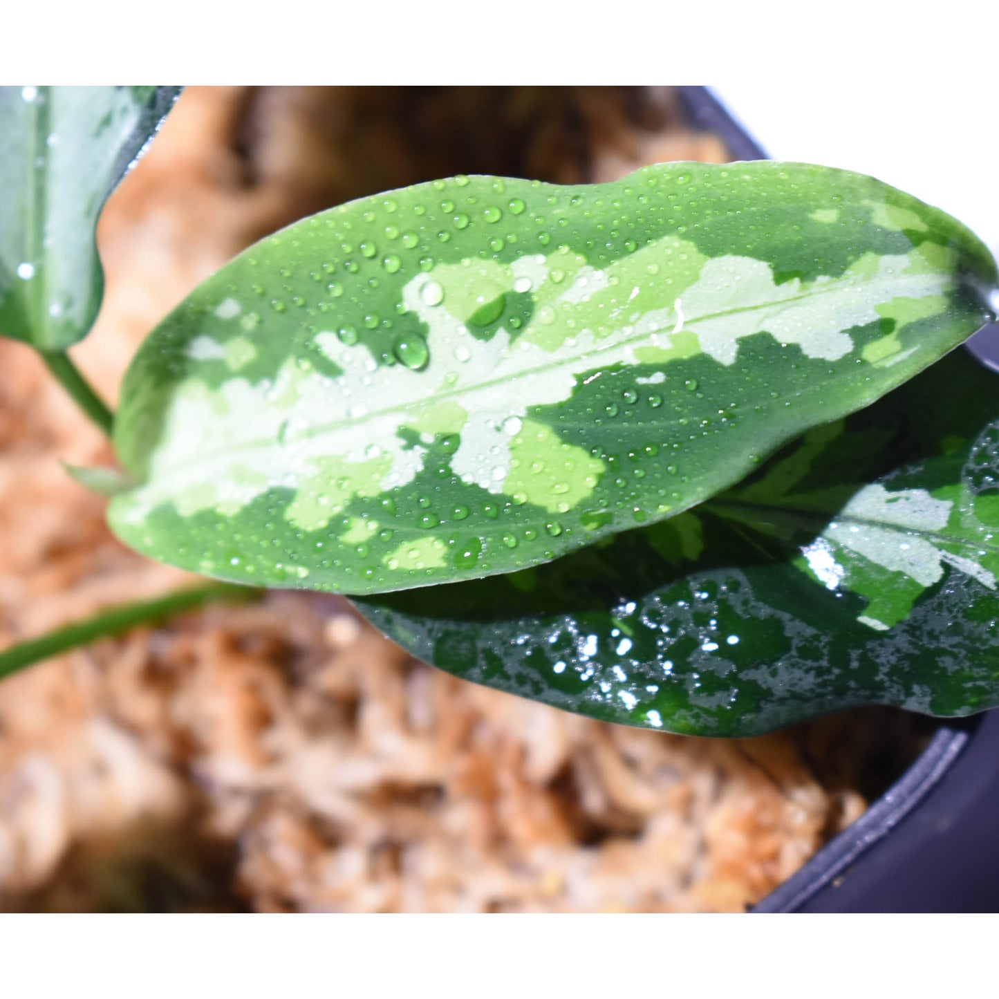 <TZ便>Aglaonema Pictum 【T-120119-X】
