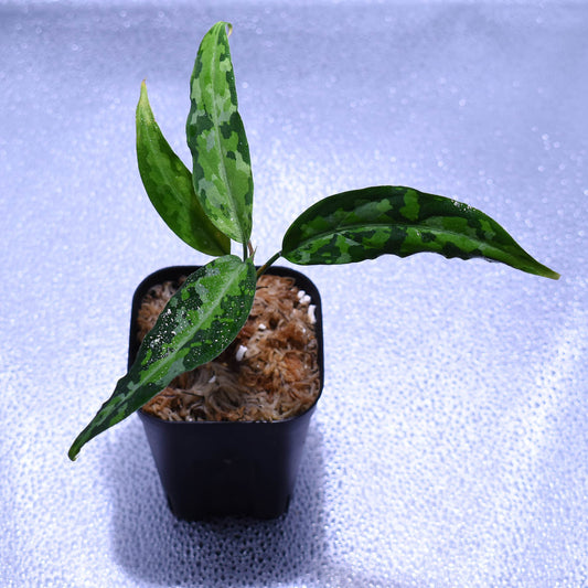 <TZ便>Aglaonema Pictum 【T-070719 A産地】