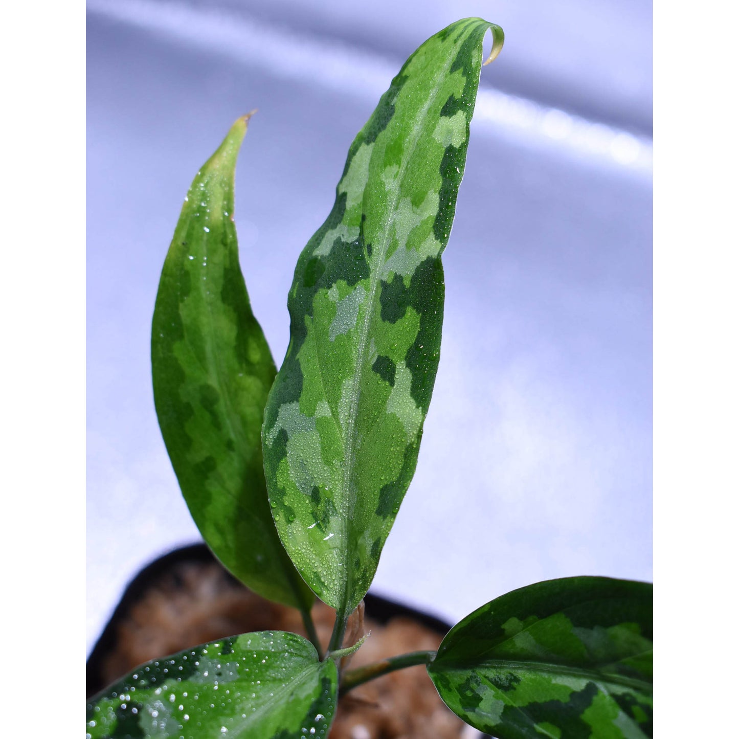 <TZ便>Aglaonema Pictum 【T-070719 A産地】