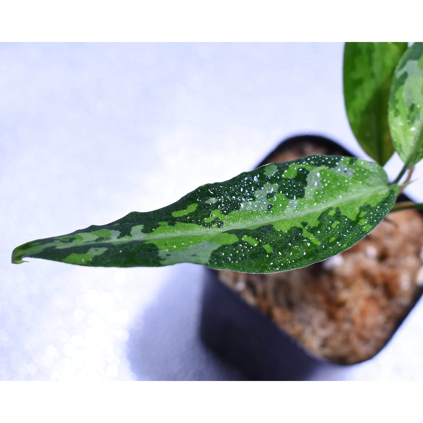 <TZ便>Aglaonema Pictum 【T-070719 A産地】
