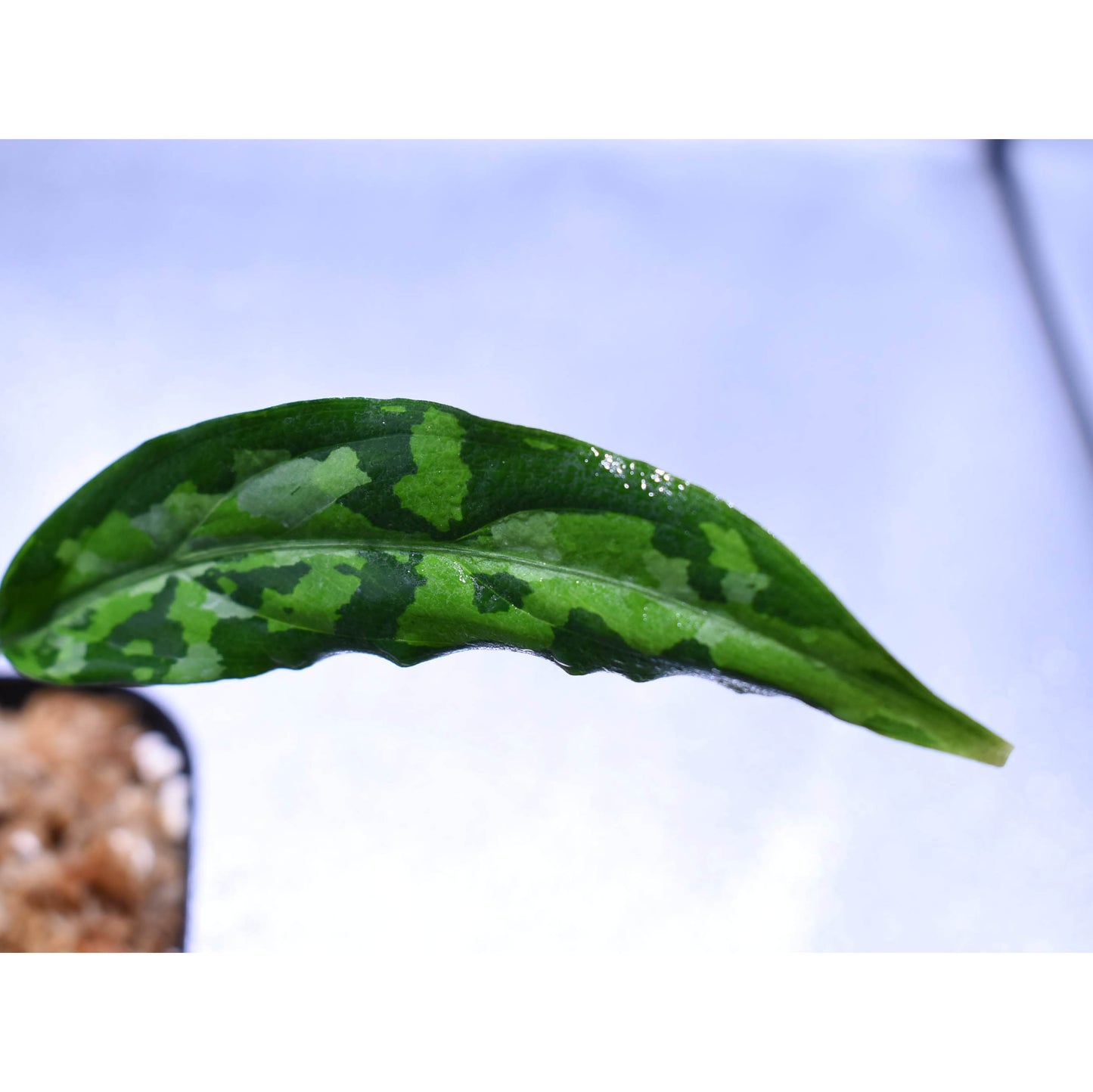 <TZ便>Aglaonema Pictum 【T-070719 A産地】
