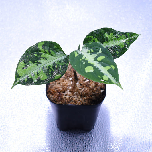 <AZ便>Pictum Aceh Multicolor 【AZ0912-3】