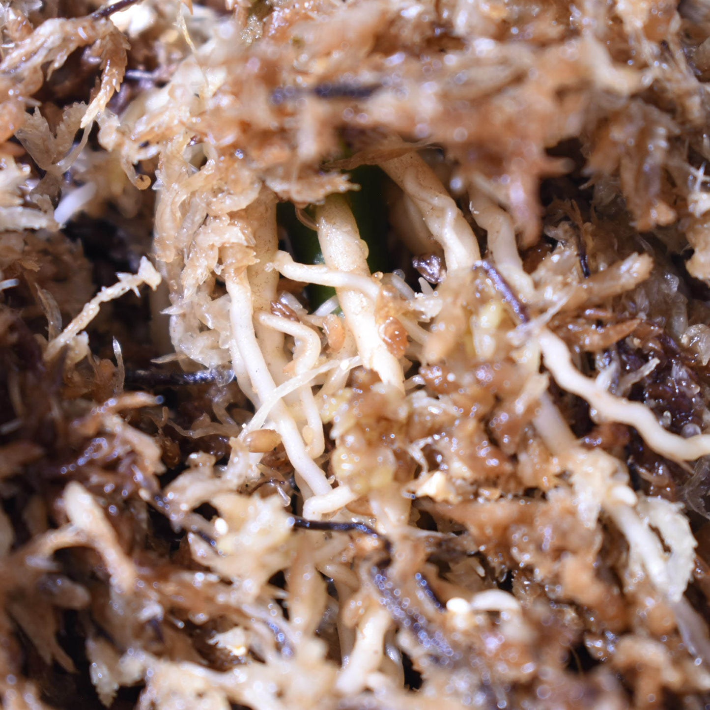 <AZ便>Pictum Aceh Multicolor 【AZ0912-3】