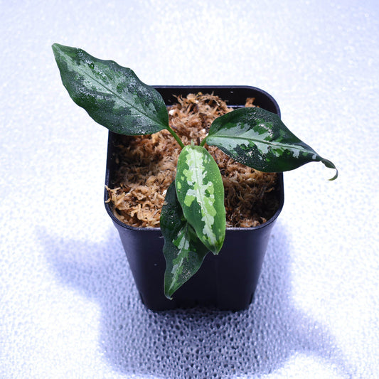 <TZ便>Aglaonema Pictum 【T-120119-X】