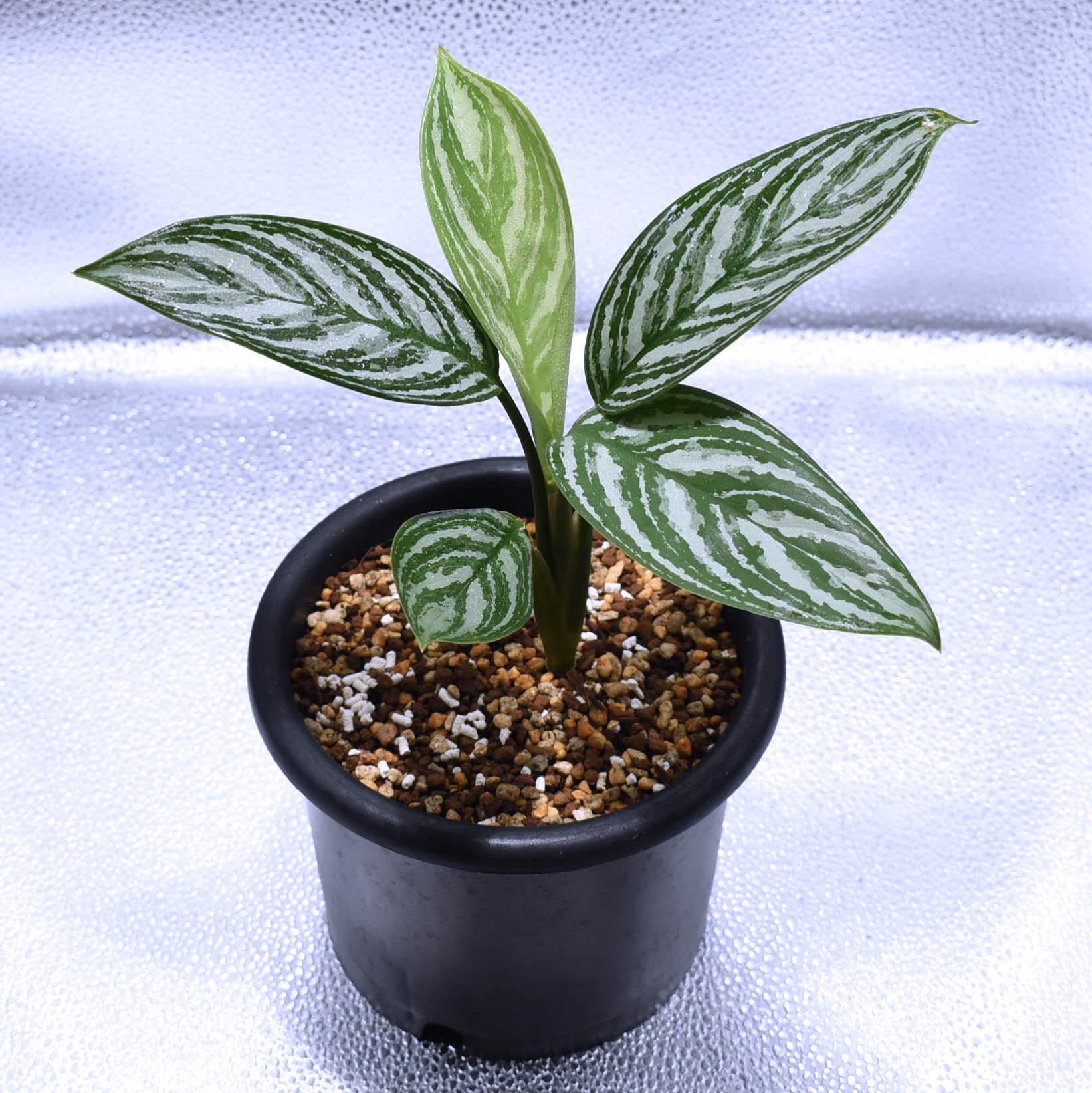 カーティシー＞Aglaonema Nitidum “Curtisii” UND211202B – undried