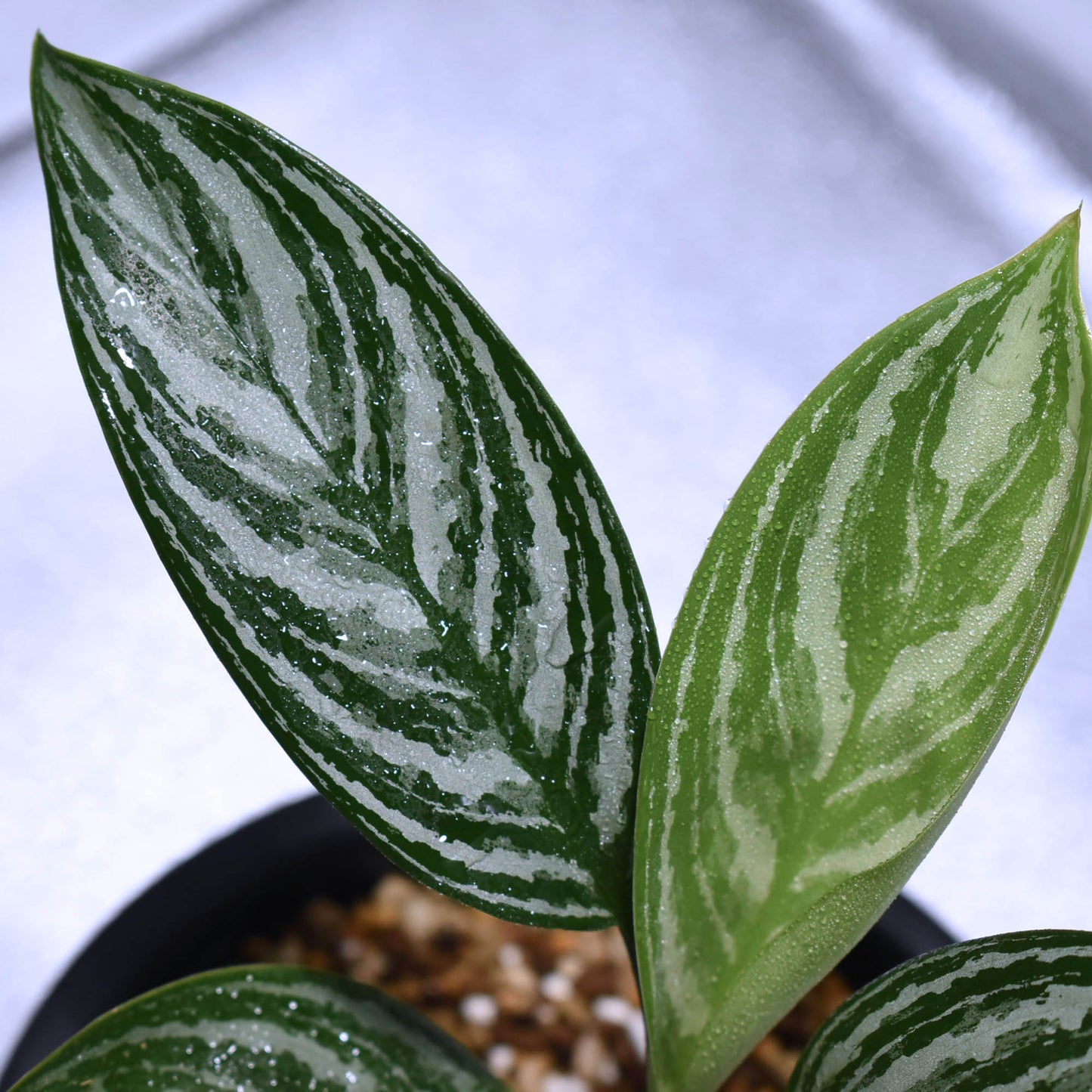 <カーティシー>Aglaonema Nitidum “Curtisii” UND211202B