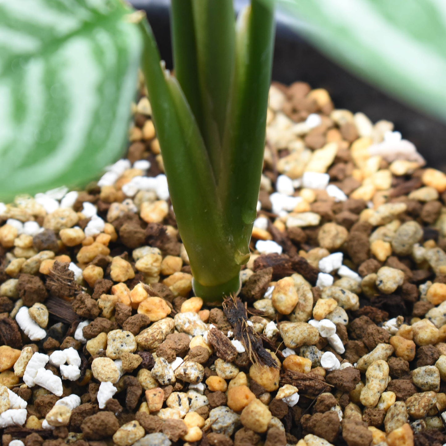 <カーティシー>Aglaonema Nitidum “Curtisii” UND211202B