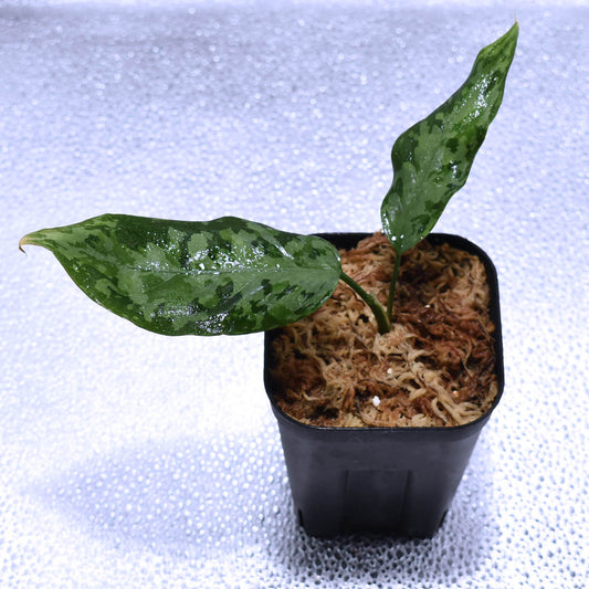 <LA便>Aglaonema Pictum Aceh Sumatera “しるば~らいん”【LA1218-02b】