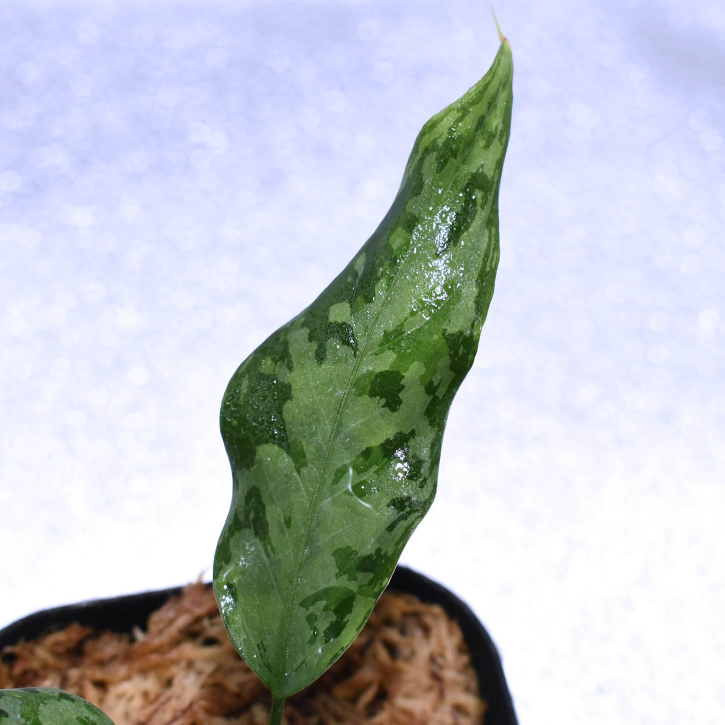 <LA便>Aglaonema Pictum Aceh Sumatera “しるば~らいん”【LA1218-02b】