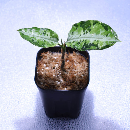 <AZ便>Aglaonema Pictum “Castle“ PDNC from Padang【AZ1012-10b】